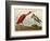 Scarlet Ibis-John James Audubon-Framed Art Print