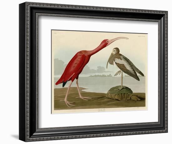 Scarlet Ibis-John James Audubon-Framed Art Print