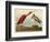 Scarlet Ibis-John James Audubon-Framed Art Print