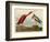 Scarlet Ibis-John James Audubon-Framed Art Print