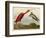 Scarlet Ibis-John James Audubon-Framed Art Print