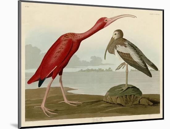 Scarlet Ibis-John James Audubon-Mounted Art Print