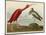 Scarlet Ibis-John James Audubon-Mounted Art Print