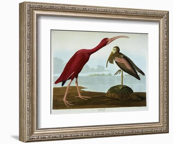 Scarlet Ibis-John James Audubon-Framed Giclee Print