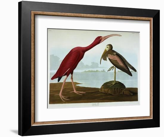 Scarlet Ibis-John James Audubon-Framed Giclee Print