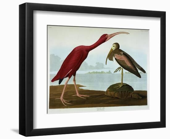 Scarlet Ibis-John James Audubon-Framed Giclee Print