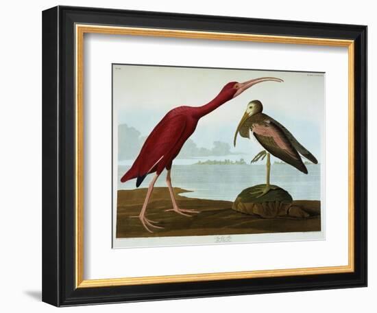 Scarlet Ibis-John James Audubon-Framed Giclee Print