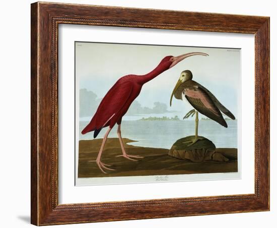 Scarlet Ibis-John James Audubon-Framed Giclee Print