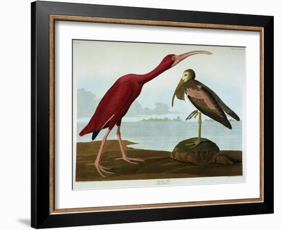 Scarlet Ibis-John James Audubon-Framed Giclee Print