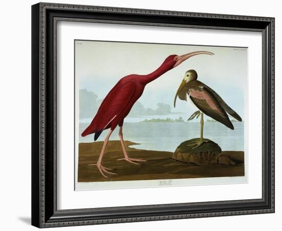 Scarlet Ibis-John James Audubon-Framed Giclee Print