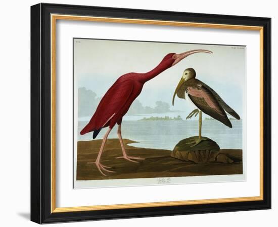 Scarlet Ibis-John James Audubon-Framed Giclee Print