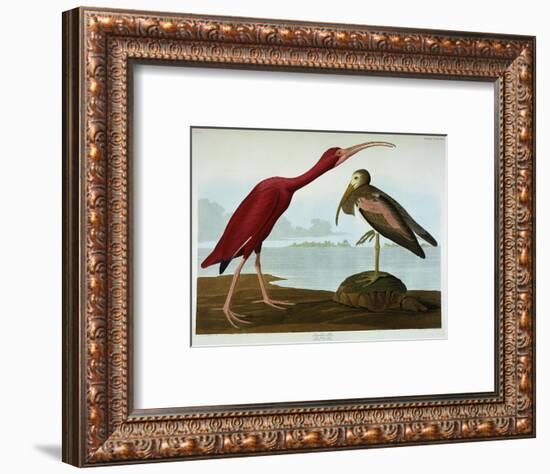 Scarlet Ibis-John James Audubon-Framed Premium Giclee Print