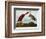 Scarlet Ibis-John James Audubon-Framed Premium Giclee Print