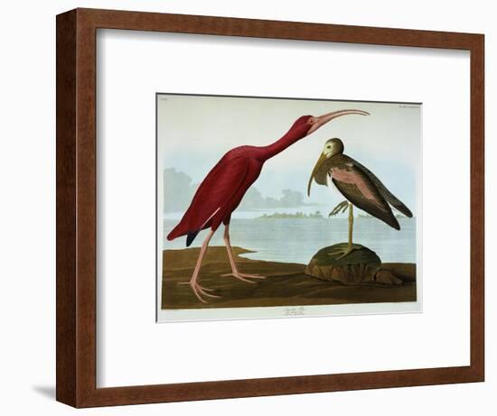 Scarlet Ibis-John James Audubon-Framed Premium Giclee Print