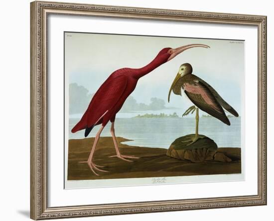 Scarlet Ibis-John James Audubon-Framed Premium Giclee Print