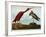 Scarlet Ibis-John James Audubon-Framed Premium Giclee Print