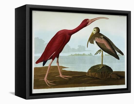 Scarlet Ibis-John James Audubon-Framed Premier Image Canvas