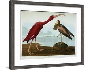 Scarlet Ibis-John James Audubon-Framed Giclee Print