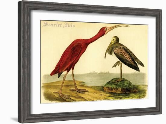 Scarlet Ibis-John James Audubon-Framed Art Print