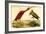 Scarlet Ibis-John James Audubon-Framed Art Print