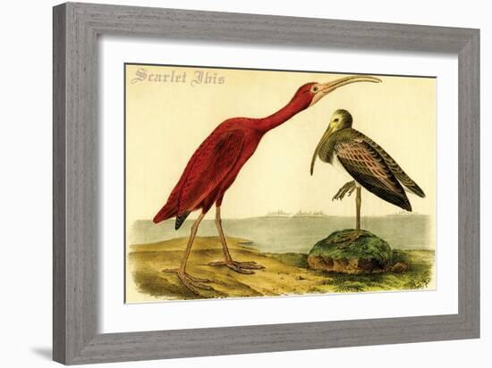 Scarlet Ibis-John James Audubon-Framed Art Print