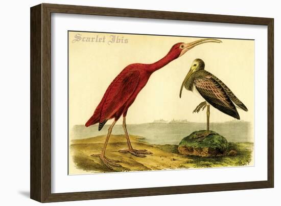 Scarlet Ibis-John James Audubon-Framed Art Print