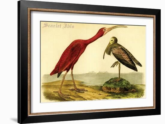 Scarlet Ibis-John James Audubon-Framed Art Print