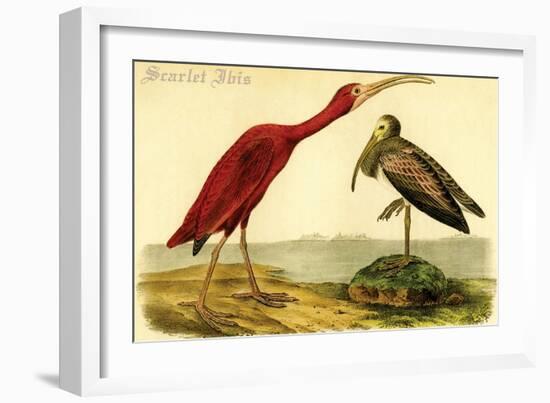 Scarlet Ibis-John James Audubon-Framed Art Print