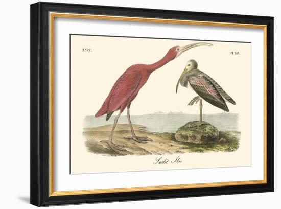 Scarlet Ibis-John James Audubon-Framed Art Print