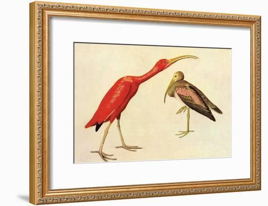 Scarlet Ibis-John James Audubon-Framed Art Print