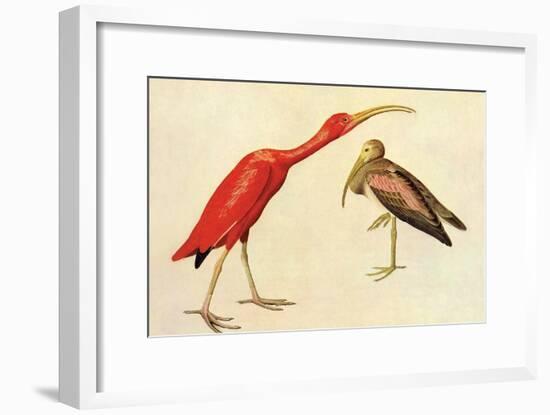 Scarlet Ibis-John James Audubon-Framed Art Print