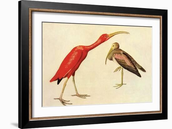 Scarlet Ibis-John James Audubon-Framed Art Print