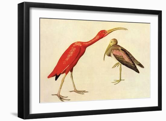 Scarlet Ibis-John James Audubon-Framed Art Print