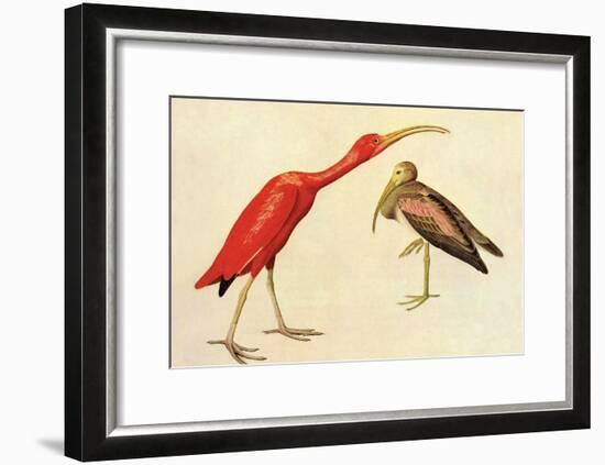 Scarlet Ibis-John James Audubon-Framed Art Print