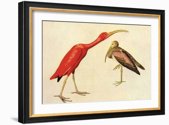 Scarlet Ibis-John James Audubon-Framed Art Print