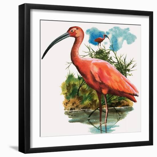 Scarlet Ibis-null-Framed Giclee Print