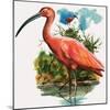 Scarlet Ibis-null-Mounted Giclee Print