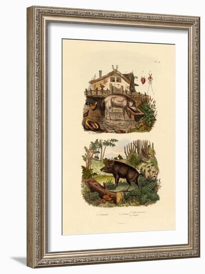 Scarlet Insect, 1833-39-null-Framed Giclee Print