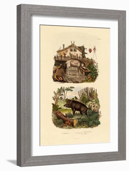 Scarlet Insect, 1833-39-null-Framed Giclee Print