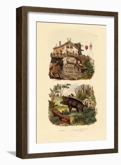 Scarlet Insect, 1833-39-null-Framed Giclee Print