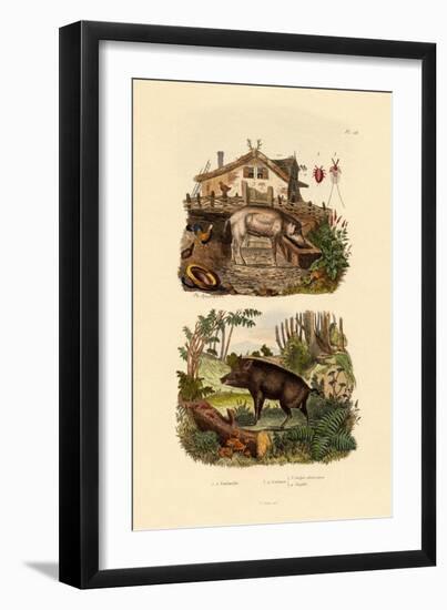 Scarlet Insect, 1833-39-null-Framed Giclee Print