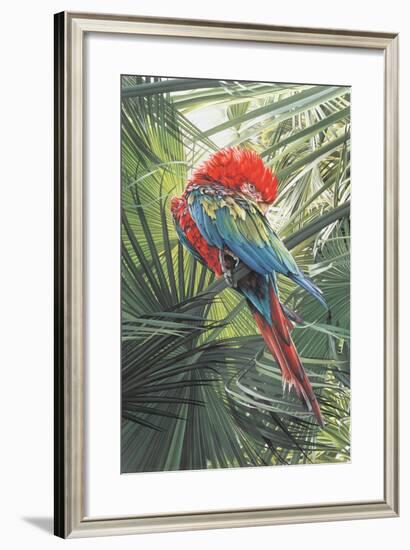 Scarlet Macaw, 1989-Sandra Lawrence-Framed Giclee Print