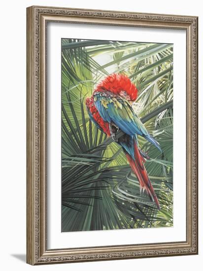 Scarlet Macaw, 1989-Sandra Lawrence-Framed Giclee Print