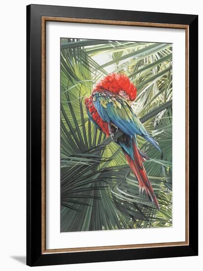 Scarlet Macaw, 1989-Sandra Lawrence-Framed Giclee Print
