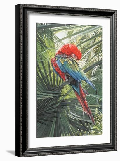 Scarlet Macaw, 1989-Sandra Lawrence-Framed Giclee Print