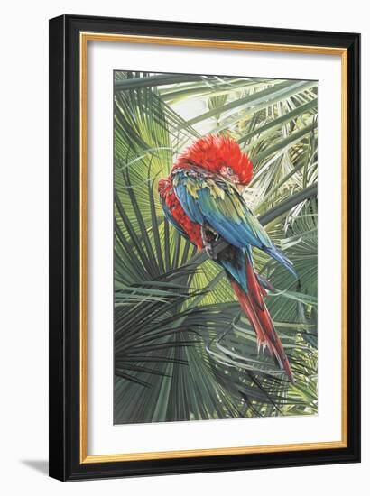 Scarlet Macaw, 1989-Sandra Lawrence-Framed Giclee Print