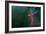 Scarlet Macaw 2-Michael Jackson-Framed Giclee Print