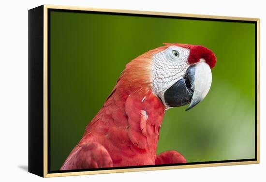 Scarlet Macaw (Ara Macao), Amazon, Brazil, South America-G&M Therin-Weise-Framed Premier Image Canvas