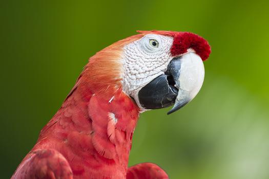 Scarlet Macaw (Ara Macao), Amazon, Brazil, South America' Photographic  Print - G&M Therin-Weise | Art.com