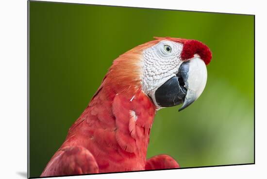 Scarlet Macaw (Ara Macao), Amazon, Brazil, South America-G&M Therin-Weise-Mounted Photographic Print